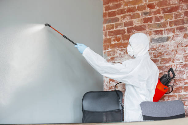 Best Mold Odor Removal Services  in Citrus Park, AZ